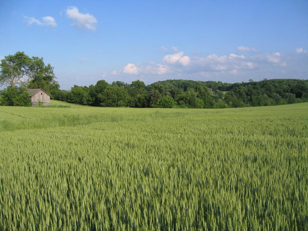 Koepke Pleasant View Farm – We donated 1/4 of the local match needed to protect this farm.